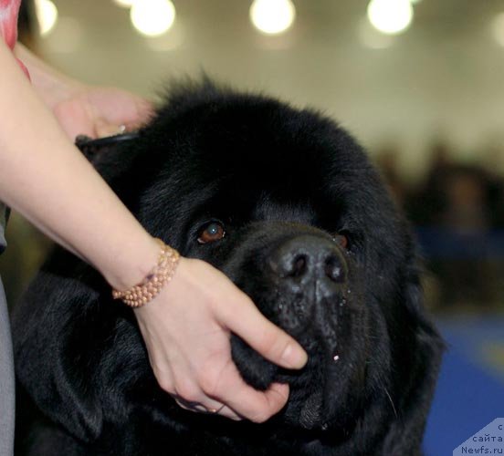 Фотография № 62412