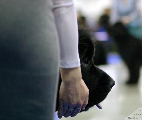 Фотография № 62415