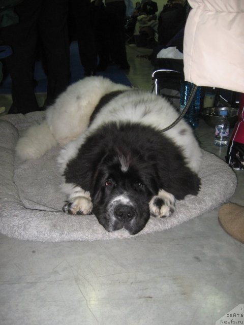 Фото: ньюфаундленд Fenix du Puy de Vendegre