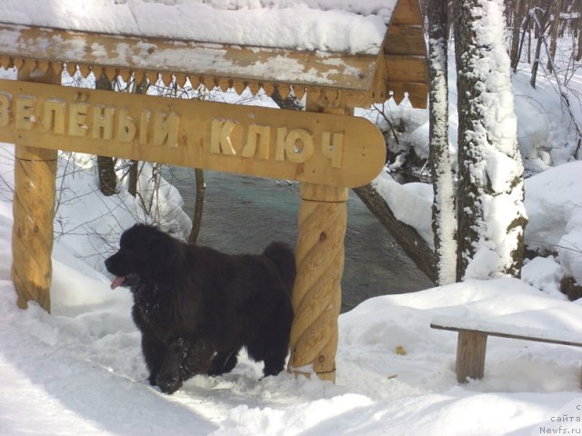 Фото: ньюфаундленд Барышня