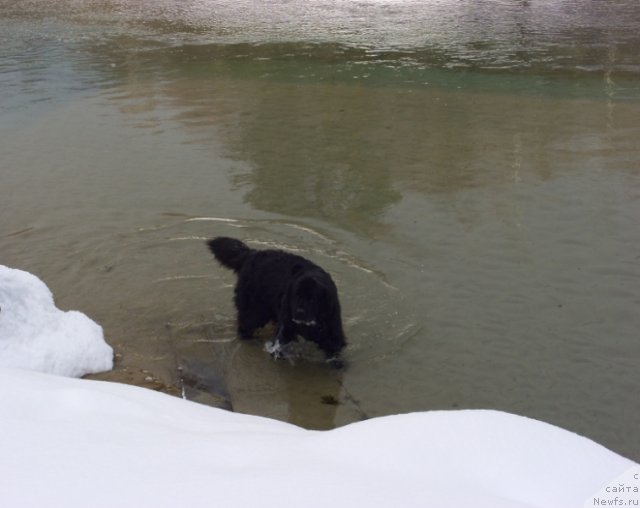 Фото: ньюфаундленд Лесная Сказка Лунная Соната