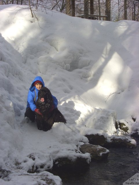 Фото: ньюфаундленд Барышня, Галия Гизатуллина