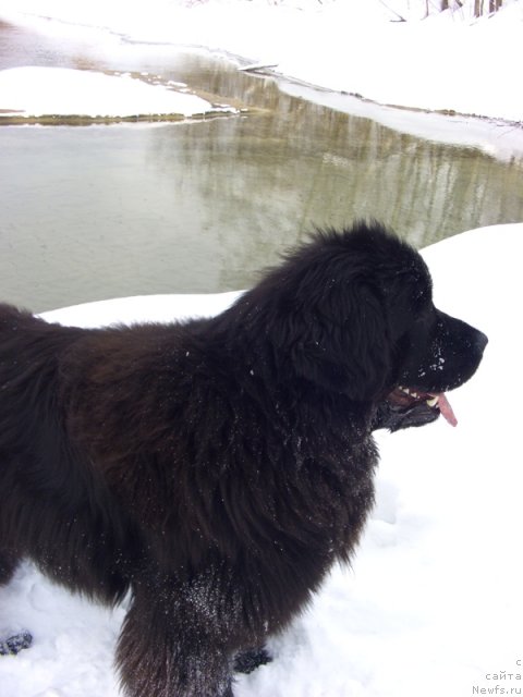 Фото: ньюфаундленд Барышня