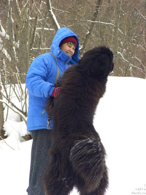 Фото: ньюфаундленд Барышня, Галия Гизатуллина
