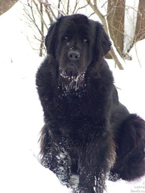 Фото: ньюфаундленд Лесная Сказка Лунная Соната