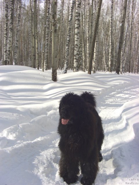 Фото: ньюфаундленд Барышня