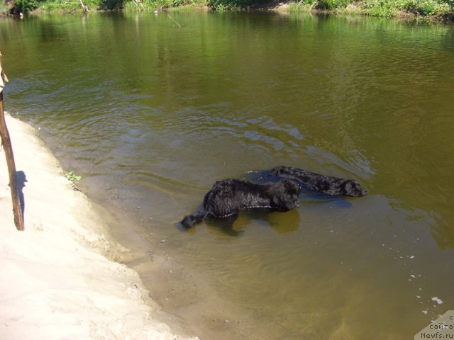 Фото: ньюфаундленд Акин Соул София, ньюфаундленд Лесная Сказка Лунная Соната