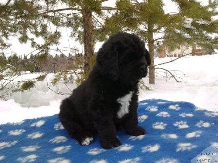 Фото: Оливрико Аврора