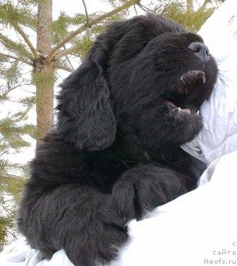 Фото: Оливрико Аврора