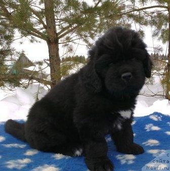 Фото: Оливрико Армани Росси