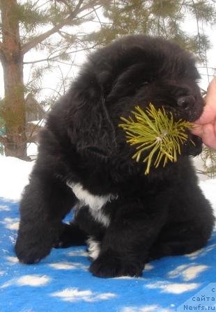 Фото: Оливрико Армани Росси