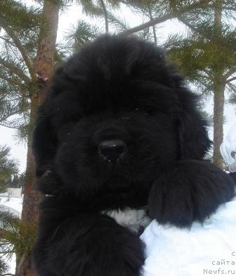 Фото: Оливрико Армани Росси