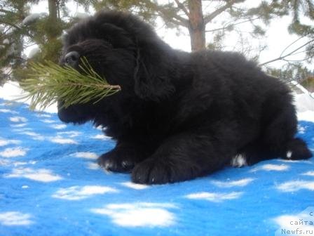 Фото: Оливрико Армани Росси