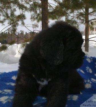 Фото: Оливрико Аватар