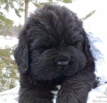 Фото: Оливрико Аватар