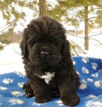 Фото: Оливрико Аватар