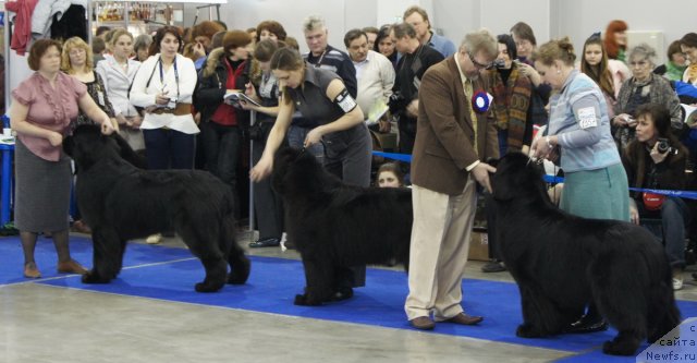 Фото: ньюфаундленд Акватория Келвин Килиманджаро (Aquatoriya Kelvin Kilimandzharo), ньюфаундленд Beginning With Glory iz Volotova, ньюфаундленд Midnight Lady's Voodoo Priest