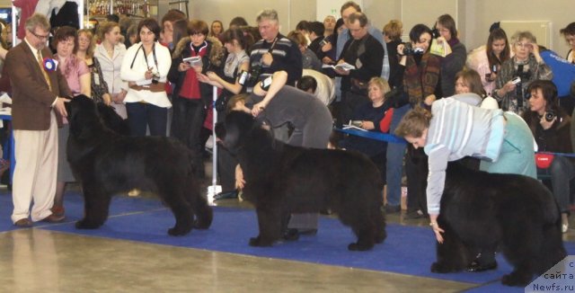 Фото: ньюфаундленд Акватория Келвин Килиманджаро (Aquatoriya Kelvin Kilimandzharo), ньюфаундленд Beginning With Glory iz Volotova, ньюфаундленд Midnight Lady's Voodoo Priest
