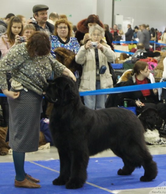 Фото: ньюфаундленд Акватория Келвин Килиманджаро (Aquatoriya Kelvin Kilimandzharo)