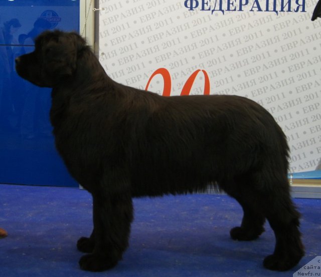 Фото: ньюфаундленд Акватория Келвин Инспирит Лайф (Aquatoriya Kelvin Inspirit Life)