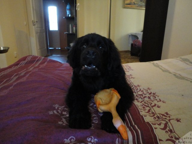 Фото: ньюфаундленд Смигар Васаби Бой