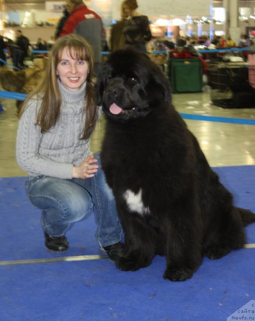 Фото: ньюфаундленд Бегущая по Волнам Регатта Катти Сарк, Юлия Наумова