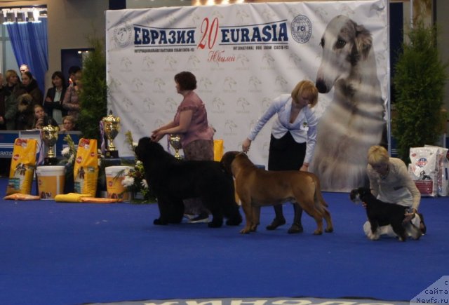 Фото: ньюфаундленд Акватория Келвин Импресса (Aquatoriya Kelvin Impressa)