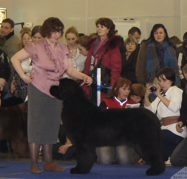 Фото: ньюфаундленд Акватория Келвин Импресса (Aquatoriya Kelvin Impressa)