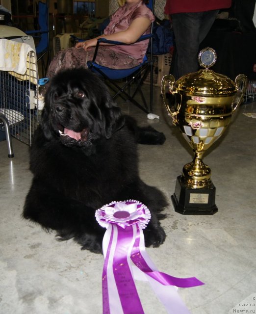 Фото: ньюфаундленд Акватория Келвин Импресса (Aquatoriya Kelvin Impressa)