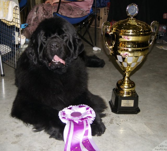 Фото: ньюфаундленд Акватория Келвин Импресса (Aquatoriya Kelvin Impressa)