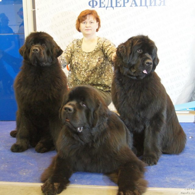 Фото: ньюфаундленд Акватория Келвин Килиманджаро (Aquatoriya Kelvin Kilimandzharo), ньюфаундленд Акватория Келвин Импресса (Aquatoriya Kelvin Impressa), ньюфаундленд Акватория Келвин Инспирит Лайф (Aquatoriya Kelvin Inspirit Life)