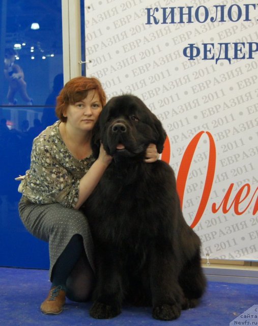 Фото: ньюфаундленд Акватория Келвин Килиманджаро (Aquatoriya Kelvin Kilimandzharo)