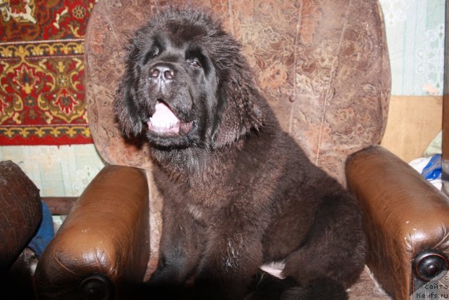 Фотография № 62484