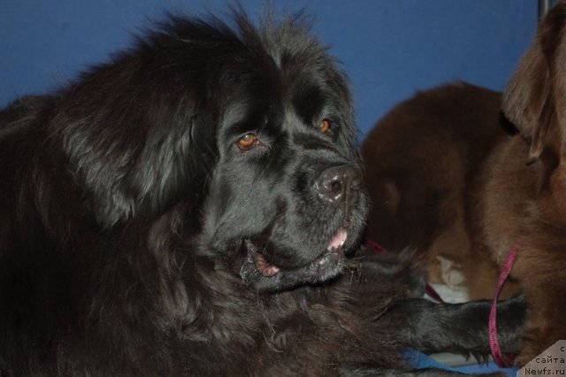 Фото: ньюфаундленд Чанси из Золотого Треугольника