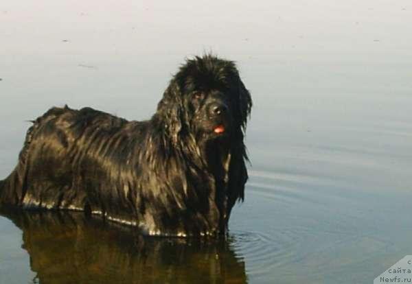 Фото: ньюфаундленд Обуш Шед Эфиопия