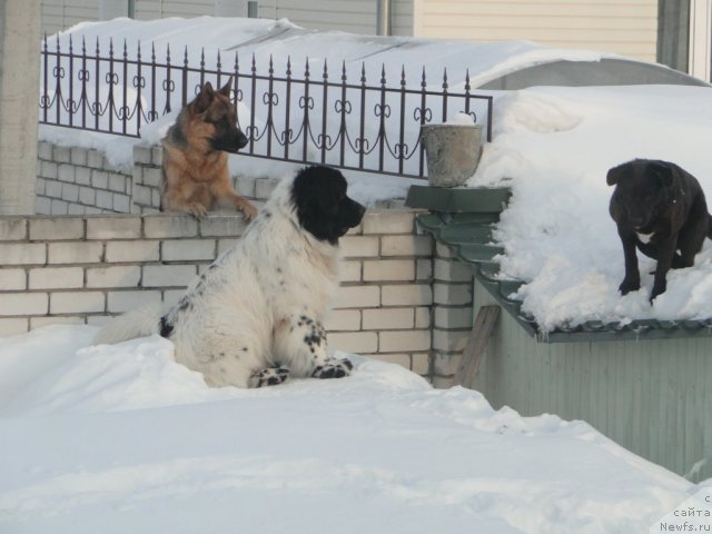 Фотография № 62509