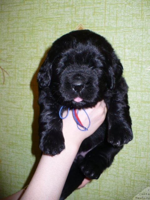 Фото: щенок от, ньюфаундленд Супер Бизон Астория, ньюфаундленд Иван Царевич из Тихого Омута (Ivan Tsarevich iz Tihogo Omuta)