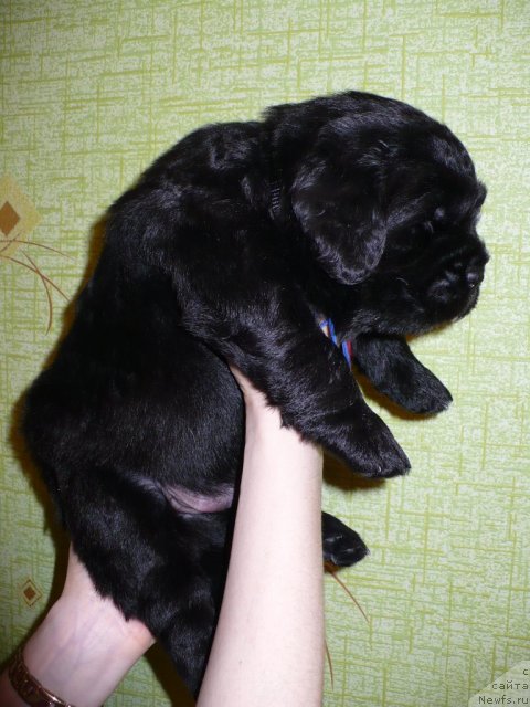 Фото: щенок от, ньюфаундленд Супер Бизон Астория, ньюфаундленд Иван Царевич из Тихого Омута (Ivan Tsarevich iz Tihogo Omuta)