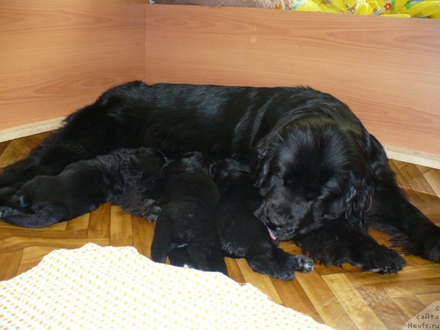 Фото: щенки, ньюфаундленд Супер Бизон Астория