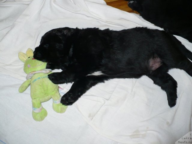 Фото: щенок от, ньюфаундленд Супер Бизон Астория, ньюфаундленд Иван Царевич из Тихого Омута (Ivan Tsarevich iz Tihogo Omuta)