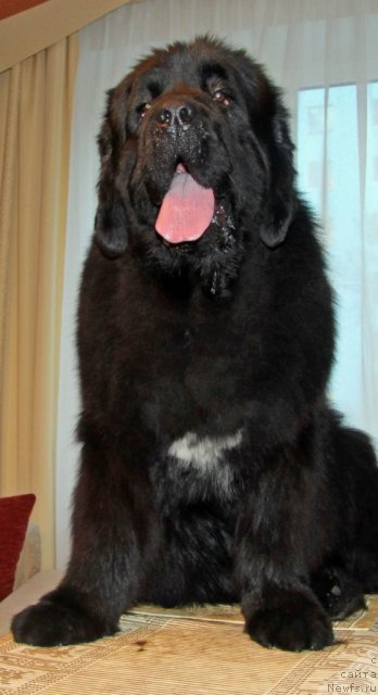 Фото: ньюфаундленд Арк Велес