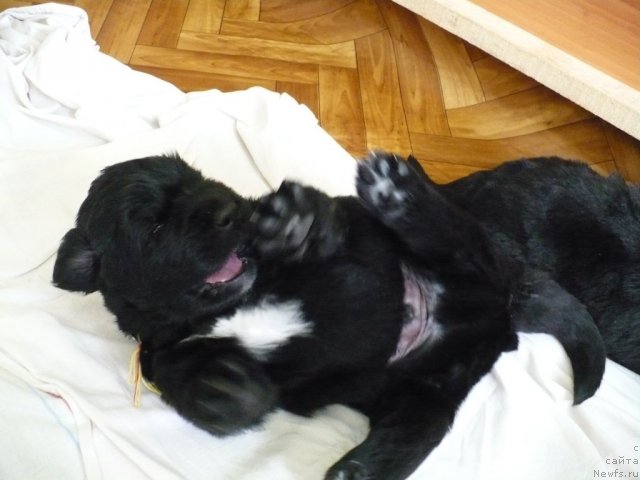 Фото: щенок от, ньюфаундленд Супер Бизон Астория, ньюфаундленд Иван Царевич из Тихого Омута (Ivan Tsarevich iz Tihogo Omuta)