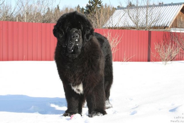 Фото: ньюфаундленд Сент Джонс Оскар (Sent Djons Oskar)