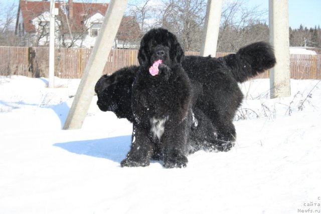 Фото: ньюфаундленд Сент Джонс Оскар (Sent Djons Oskar)