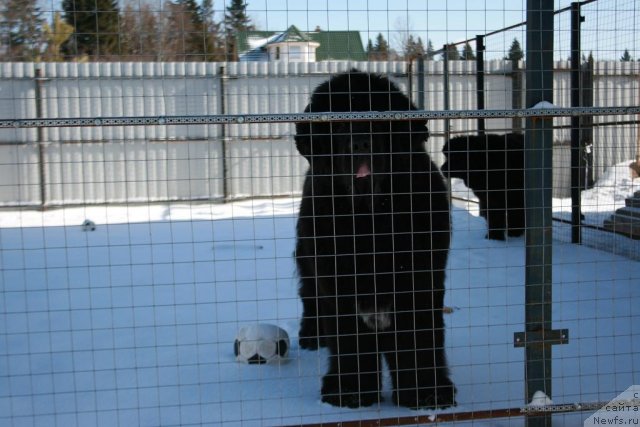 Фото: ньюфаундленд Сент Джонс Оскар (Sent Djons Oskar)