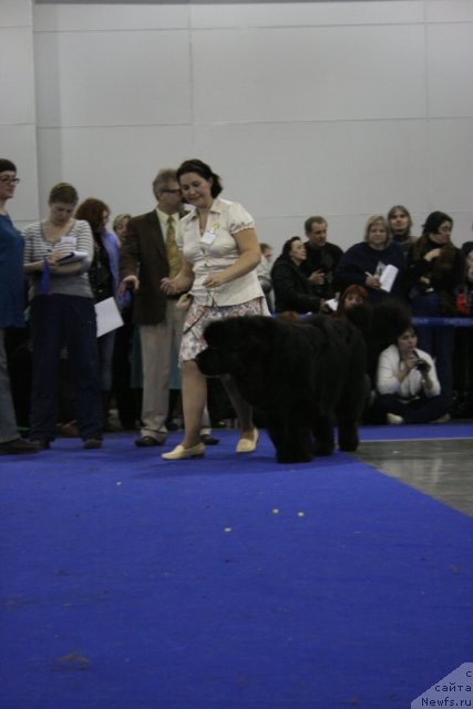 Фото: ньюфаундленд King of Helluland Just Beautiful, Ирина Горностаева