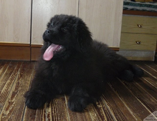 Фото: ньюфаундленд Пчёлкин Дом Ежевика