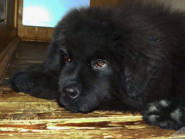 Фото: ньюфаундленд Пчёлкин Дом Ежевика