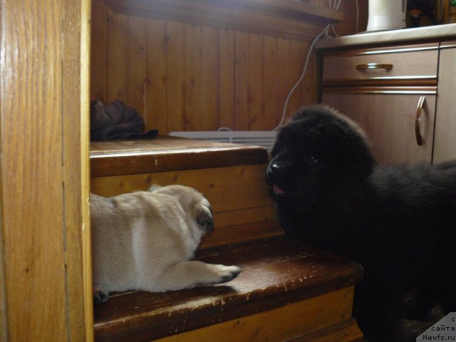 Фото: ньюфаундленд Пчёлкин Дом Ежевика