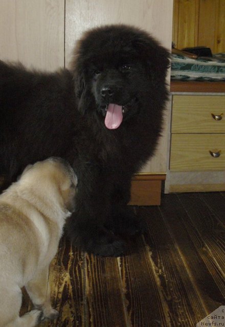 Фото: ньюфаундленд Пчёлкин Дом Ежевика